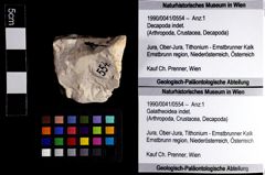 Foto (Objket + Etiketten) von Galatheoidea indet. 